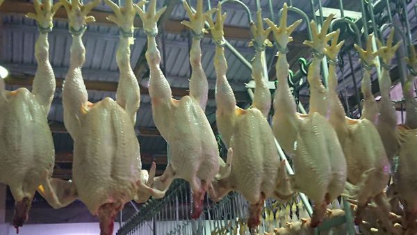 Lapor jika ragu, boikot bila terbukti bersalah