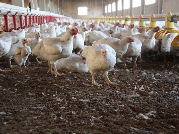 JAIS validates viral slaughterhouse has no halal certificate