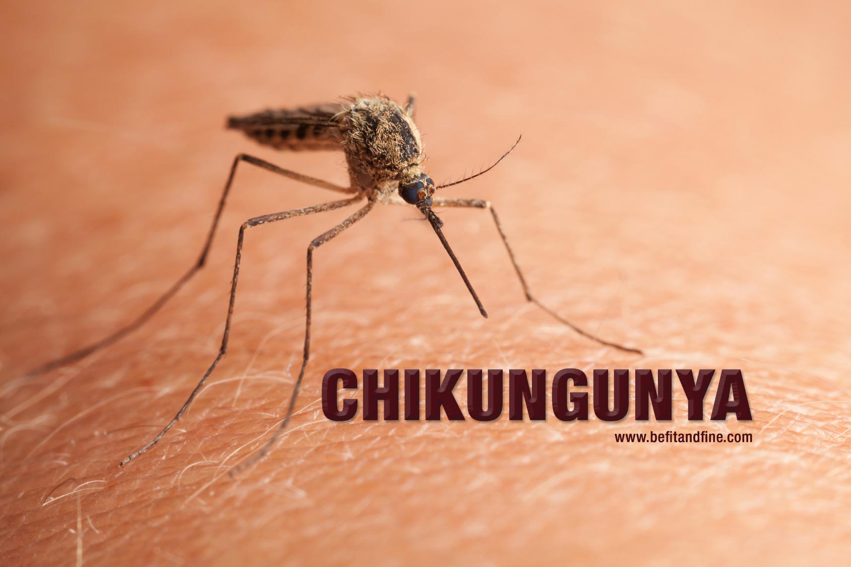 Tiada kes Chikungunya di Selangor, namun waspada