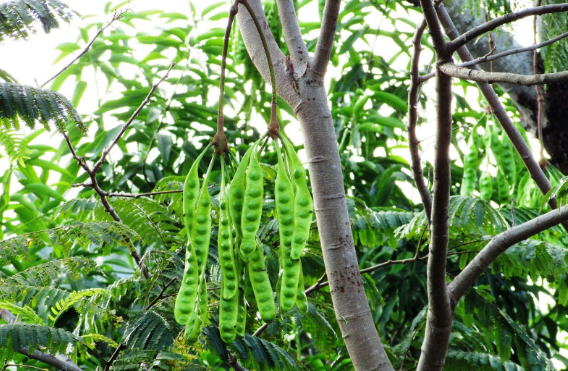 Taksub pokok petai 'menangis' boleh jatuh syirik