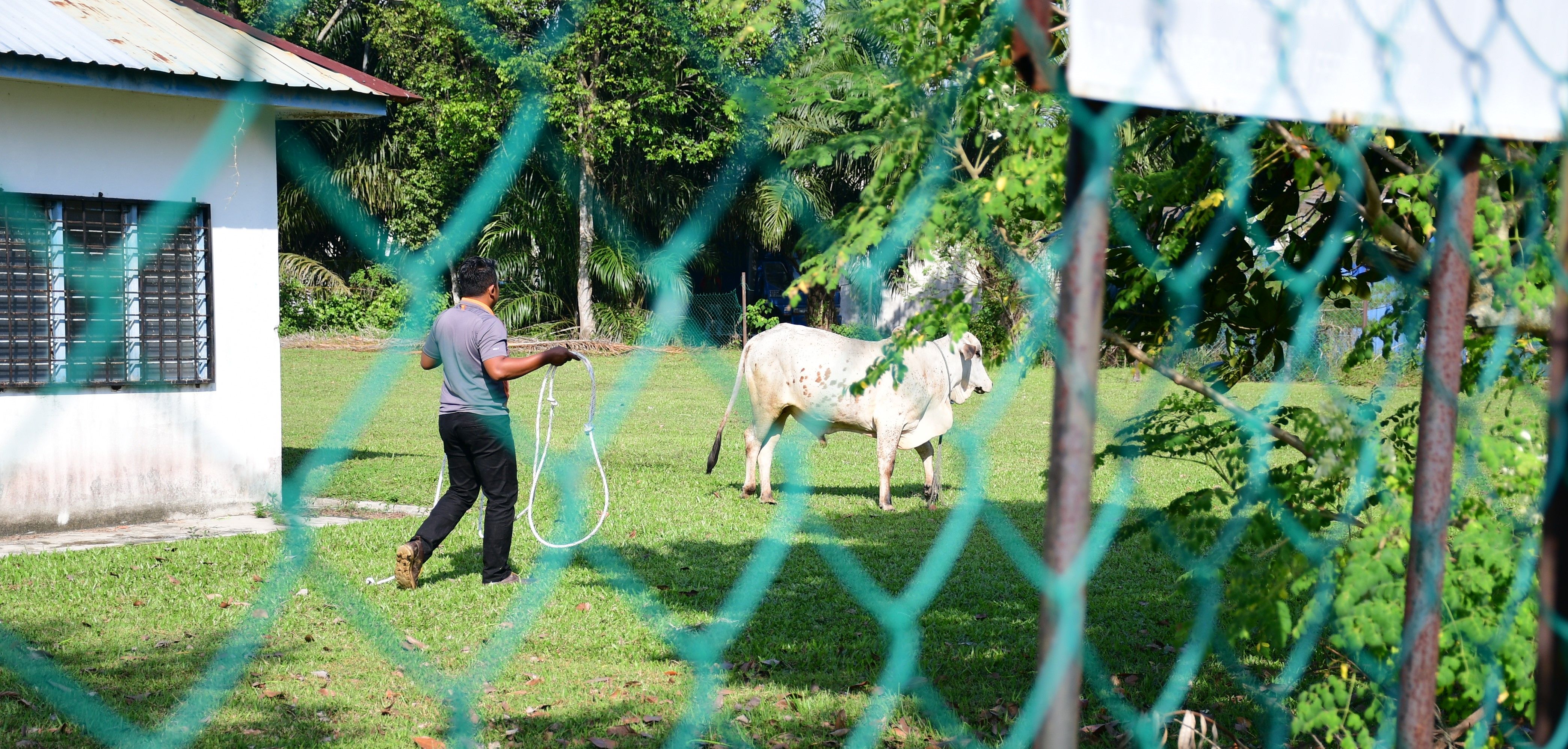 Biar lembu berkeliaran, dua penternak dikompaun