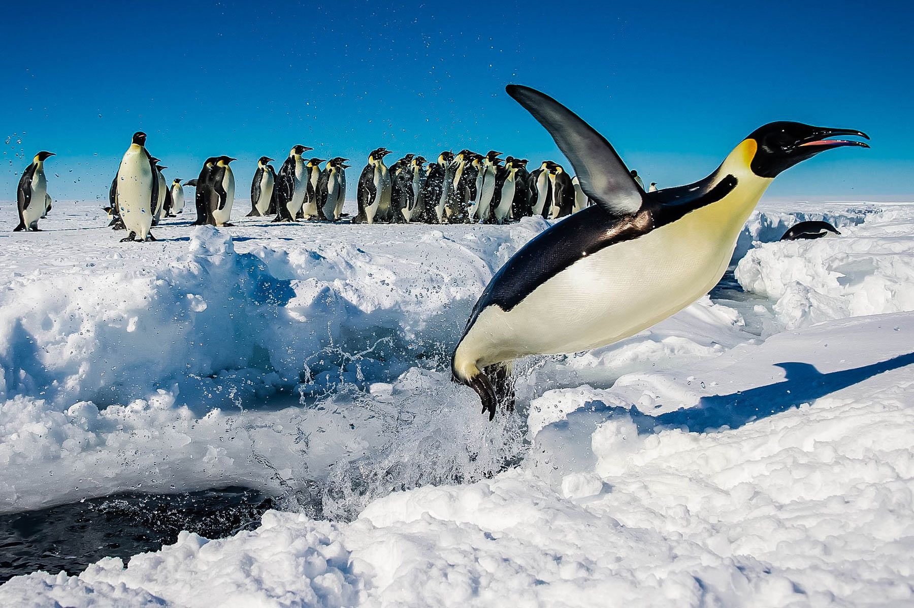Jumlah pelancong ke Antartika meningkat dalam tempoh 5 tahun