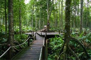 Tiada kelulusan lombong bukan radioaktif di hutan simpan kekal