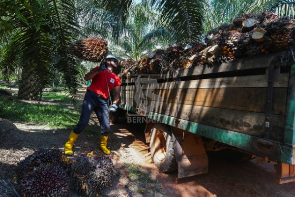 Malaysia timbang tindak balas jika EU terus diskriminasi minyak sawit
