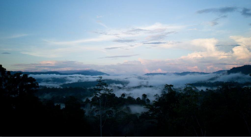 Pokok tropika tertinggi di dunia ditemui di Sabah