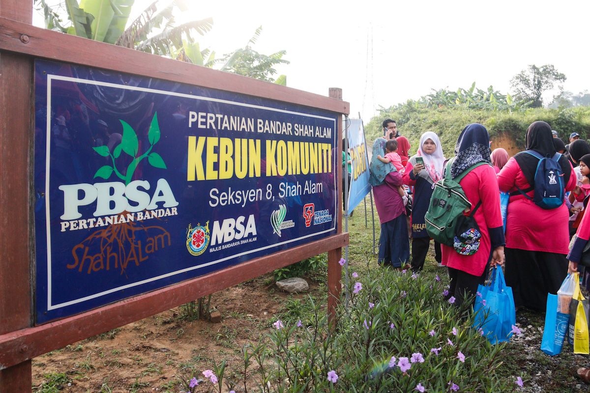 Petik dan nikmati sayur ‘dusun di bandar’