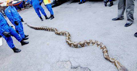 Female APM Members Overpower 10 Metre Python