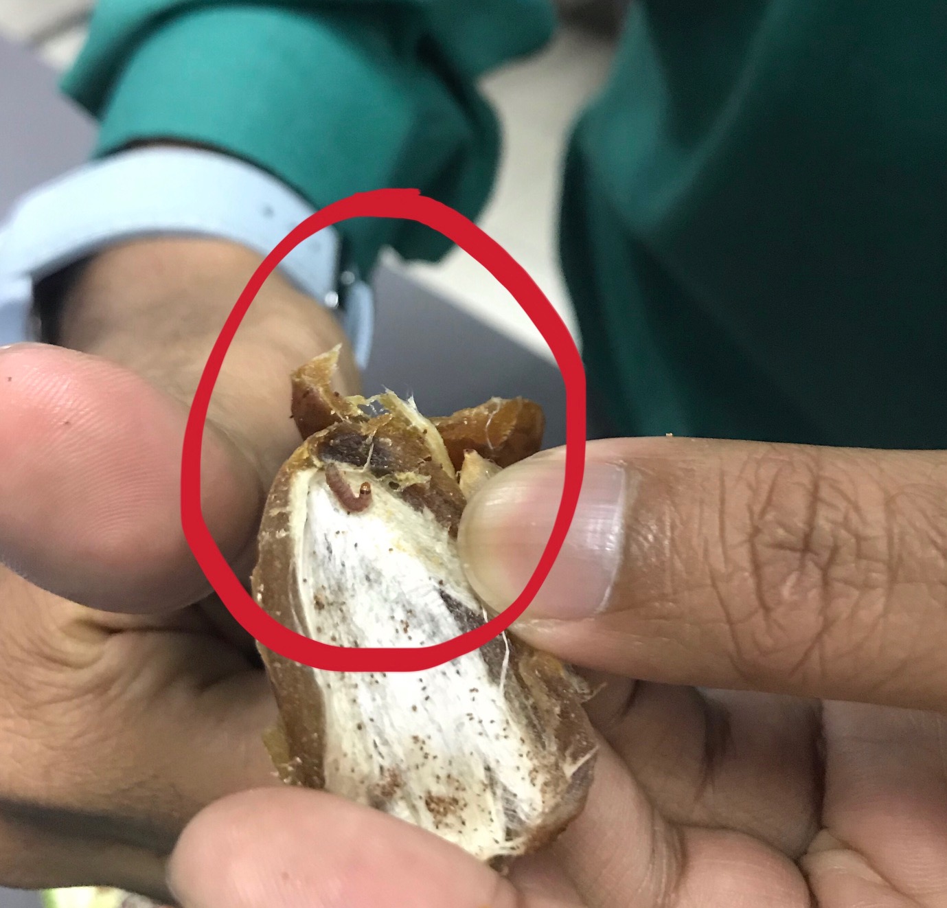 Terkejut jumpa ulat dalam kurma popular