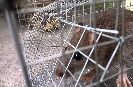 Tikus mengganas ketika cuaca panas?