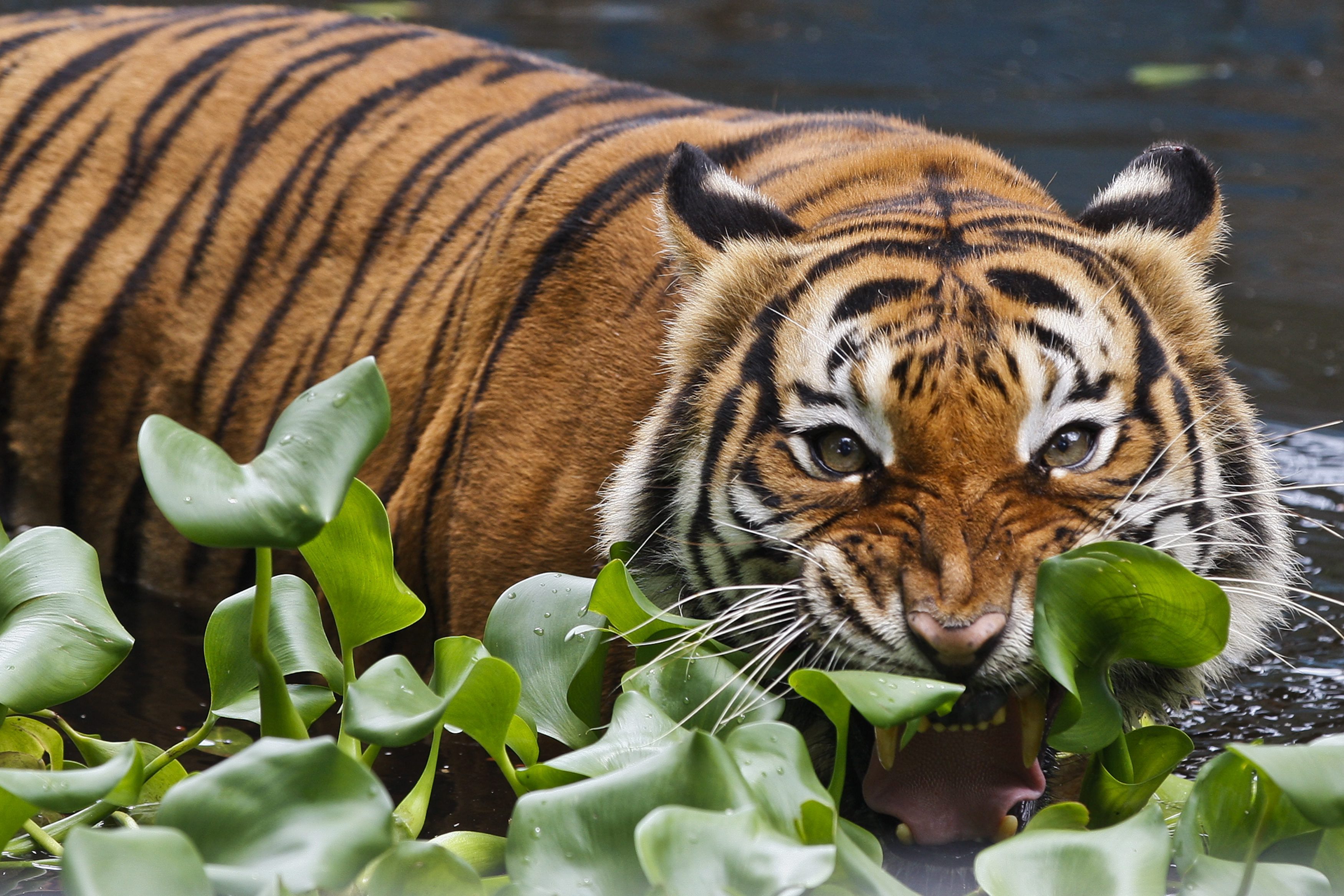 Cops receive multiple reports of tiger sighting in Batang Kali, surrounding areas