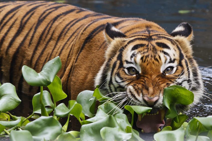 Pak Belang: Our pride, identity and failure