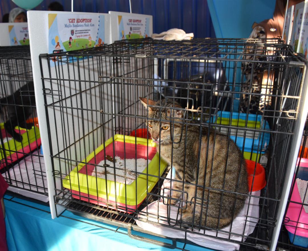 MBSA anjur program "Kucing Angkat" Ahad ini