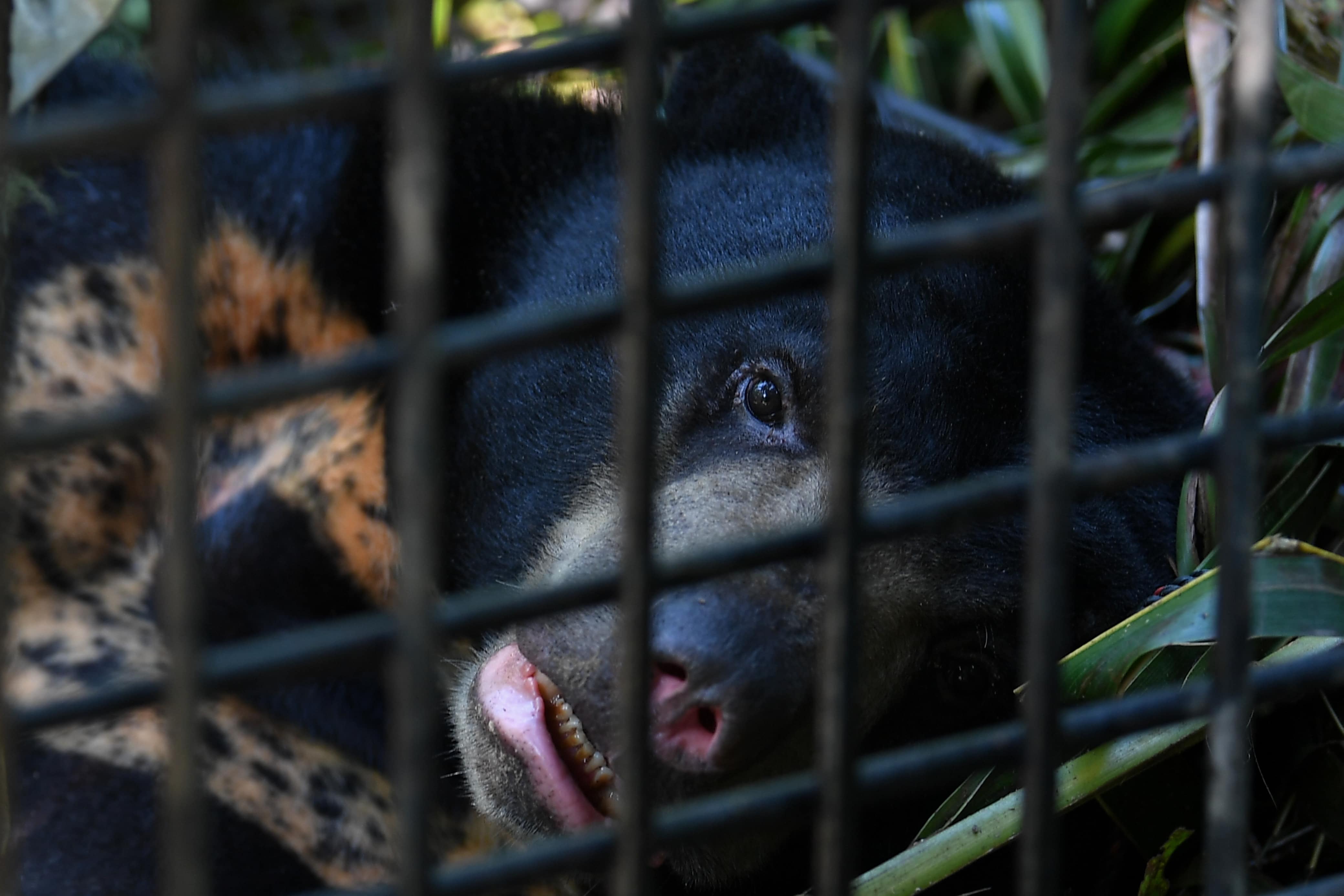 Perhilitan tangkap beruang matahari ganggu kampung di Dungun