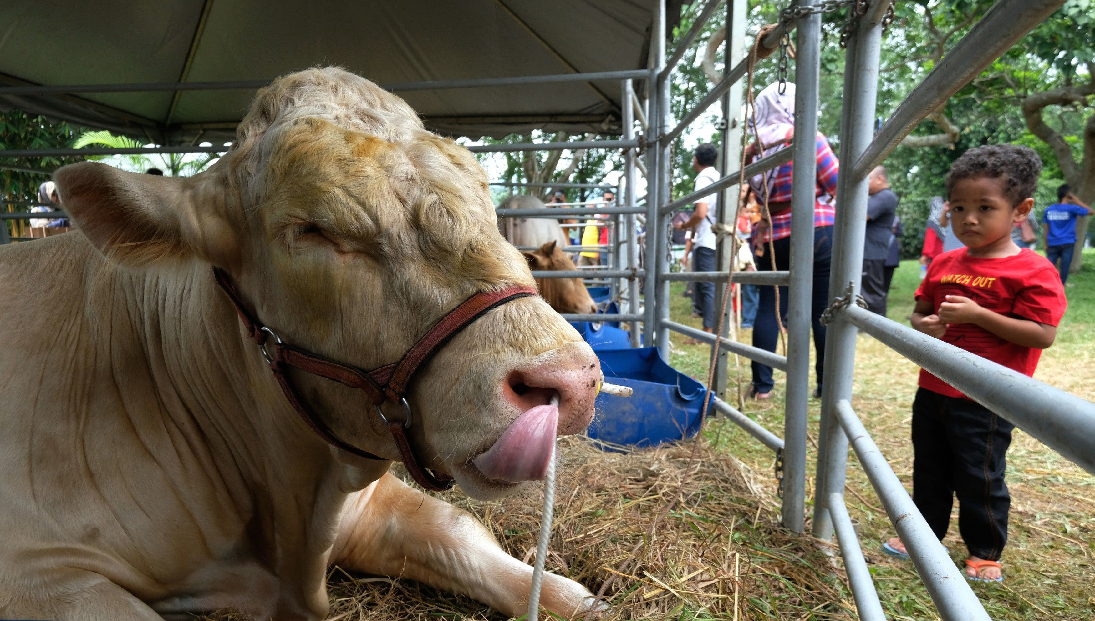 Dogol 'sado tapi jinak'