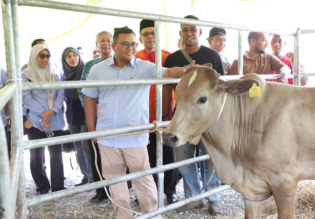 MB: 1,200 ekor lembu diagih laksana korban