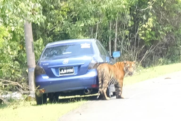 Dua ekor harimau berkeliaran mungkin haiwan peliharaan