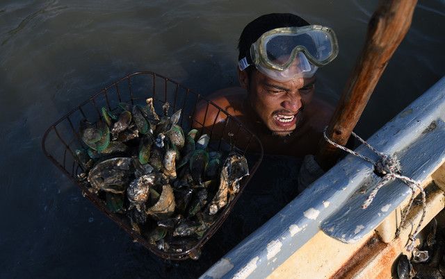 Cabaran penyelam di sebalik hasil lumayan tiram Muar