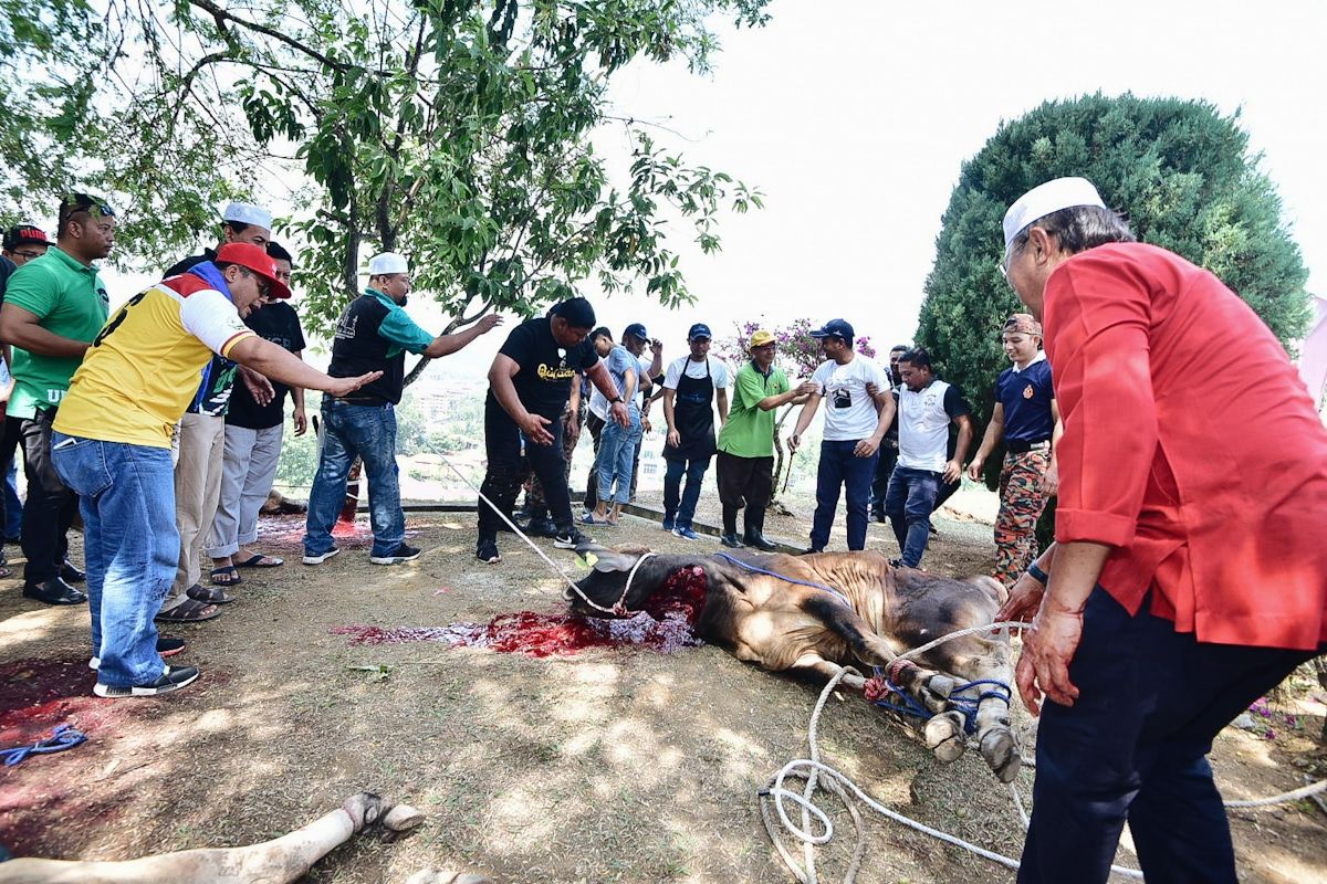 MB agih daging korban kepada asnaf fakir dan miskin