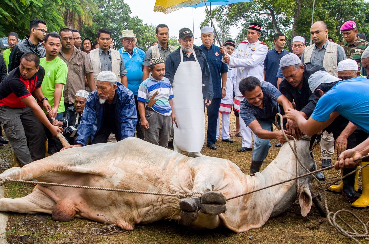 Sultan Kelantan berkenan menyembelih 2 ekor lembu korban