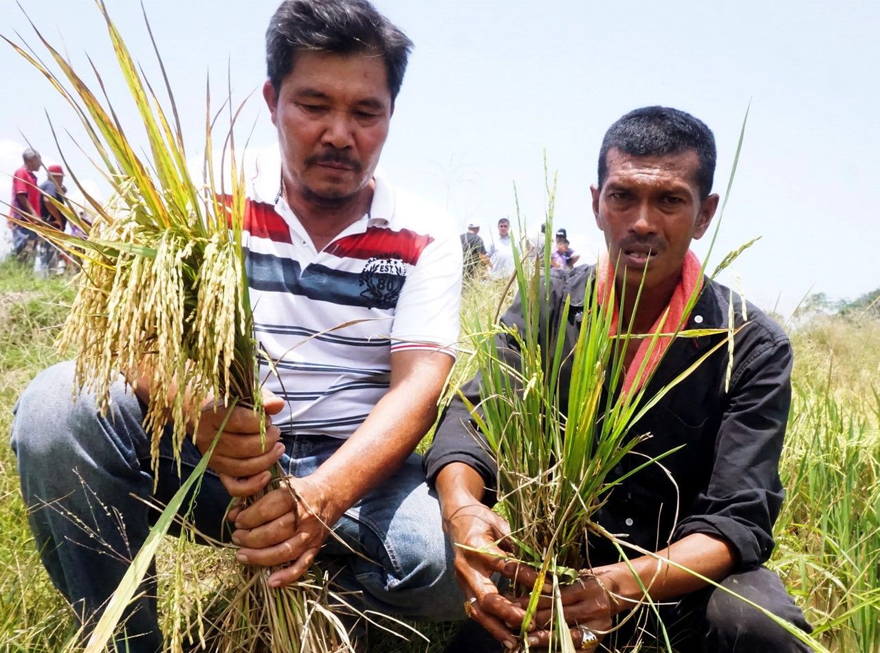 Petani rugi ribuan ringgit sawah diserang tikus