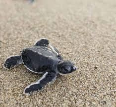 500 Leatherback Turtles Released in the Spirit of Merdeka