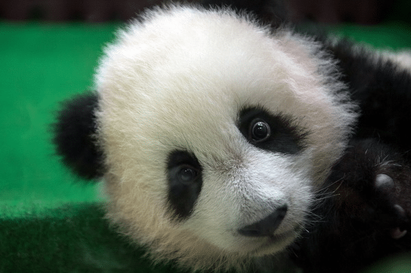 Keputusan pulangkan panda gergasi perlu ambil kira perjanjian Malaysia-China