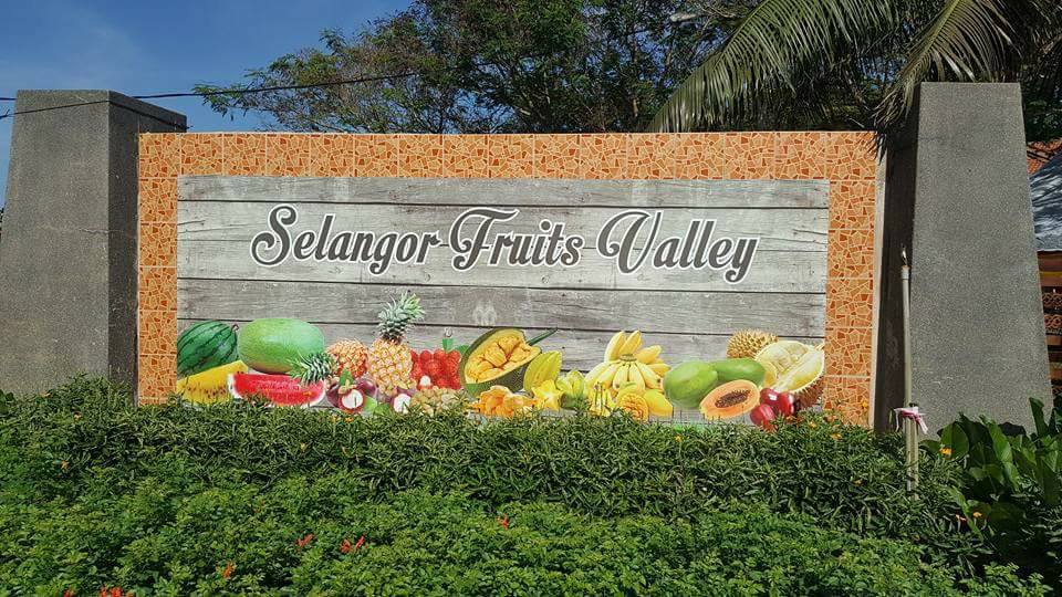 சிலாங்கூர் ஃபுரூட் வெலி பார்வையாளர் எண்ணிக்கையில் கிட்டத்தட்ட 60,000 ஐ  எட்டியுள்ளது