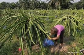 雪邦有望升格市政厅