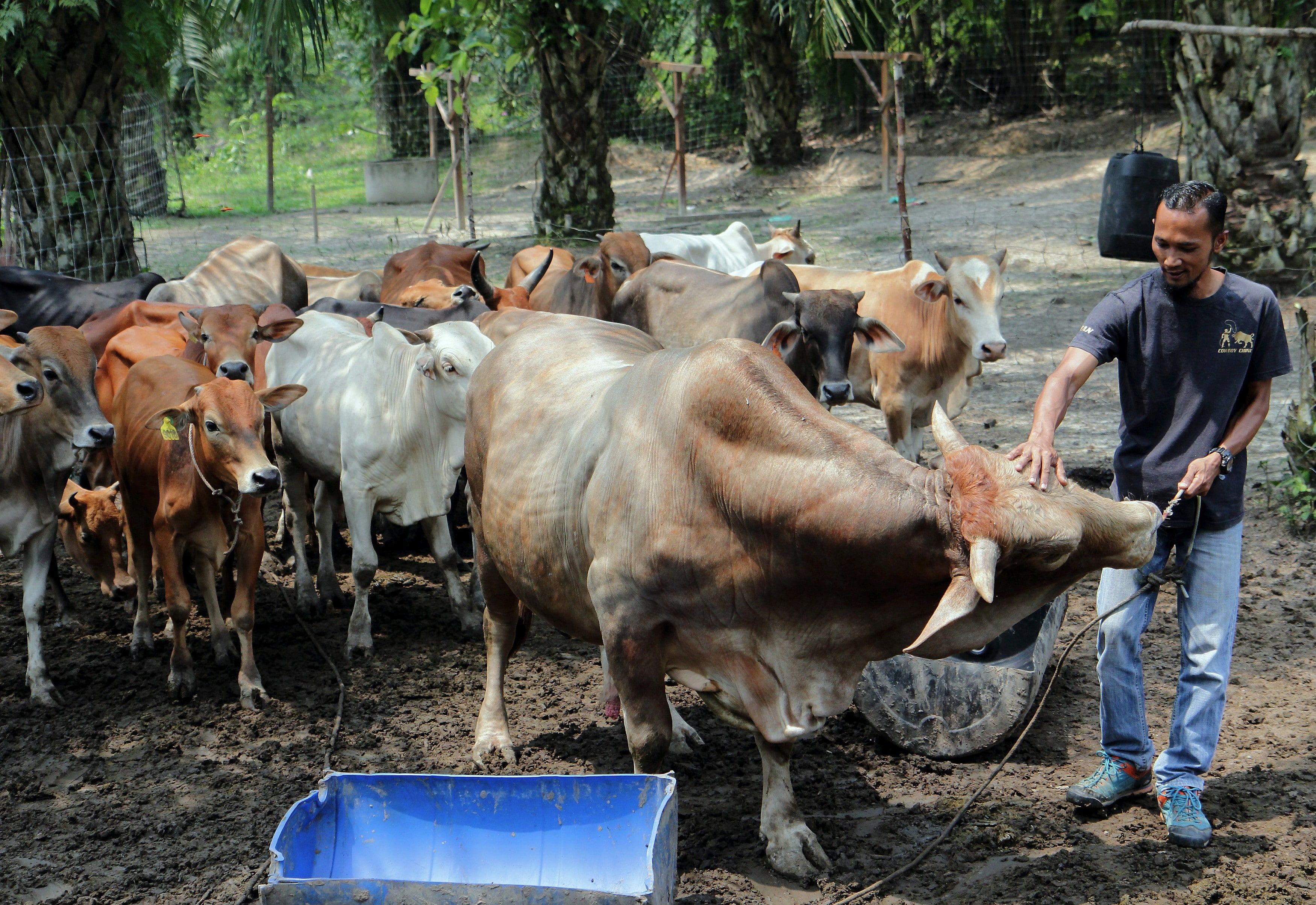 Penternakan: Tak glamour, tapi lumayan