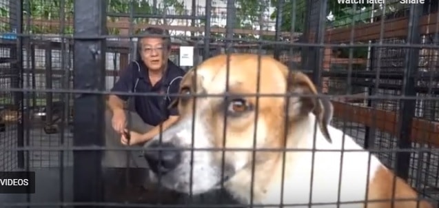 'Puchong', anjing tular hidup dengan baik