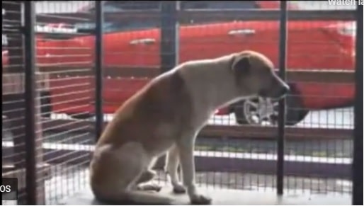 MPK jalankan soal selidik, tangani isu anjing terbiar