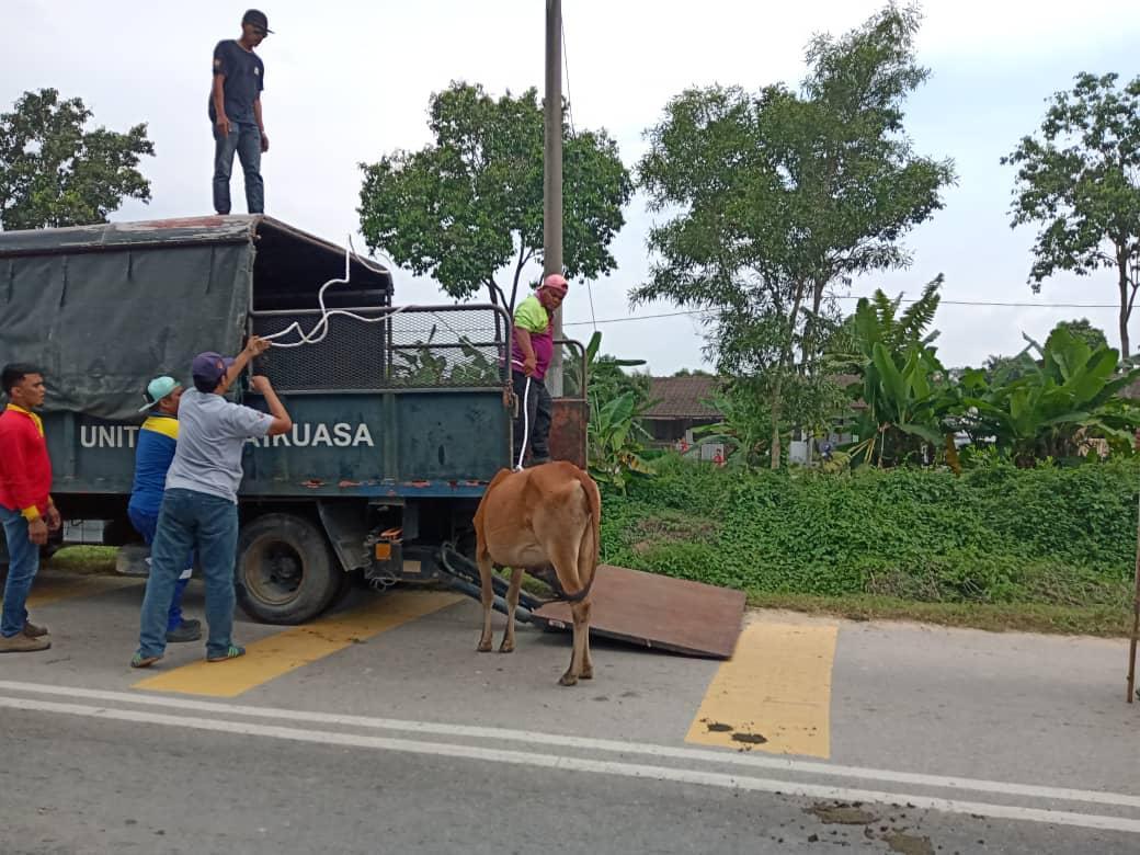 Tindakan mahkamah jika biar lembu berkeliaran