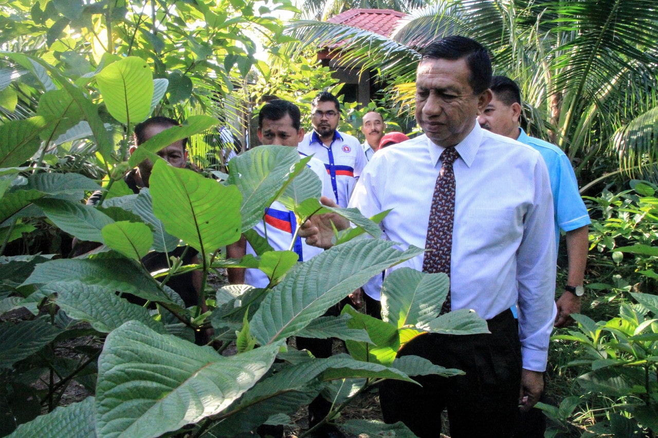 Tanam ketum hanya dibenar untuk penyelidikan