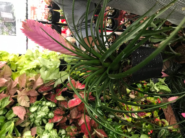 Bromeliad antara tarikan di ekspo UPM