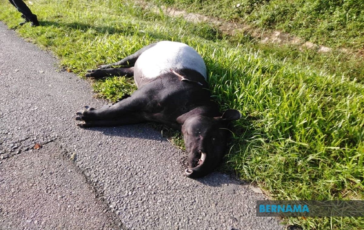 Tapir Malaya betina mati dilanggar kenderaan