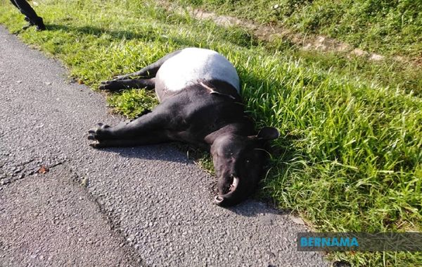 Tapir Malaya betina mati dilanggar kenderaan