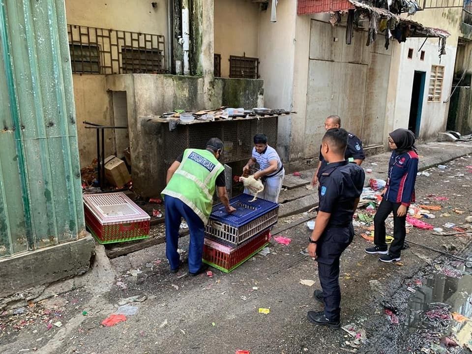 MPK sita lima premis kotor dan jijik proses ayam hidup