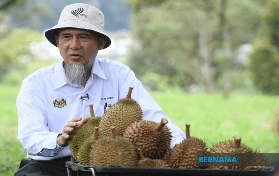 Musang King bakal dominasi tanaman durian menjelang 2022