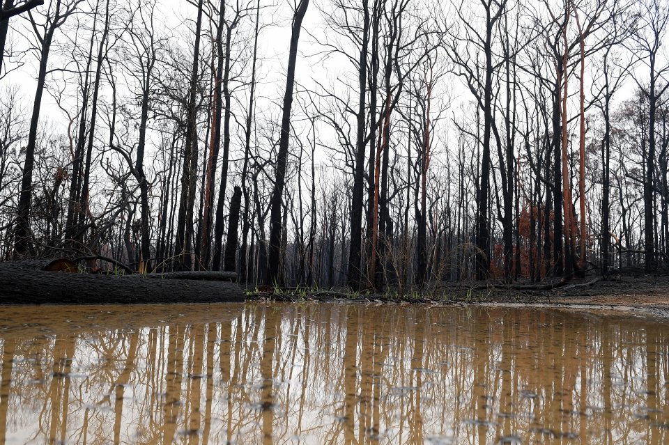 Hujan, ribut petir belum akhiri kebakaran hutan Australia