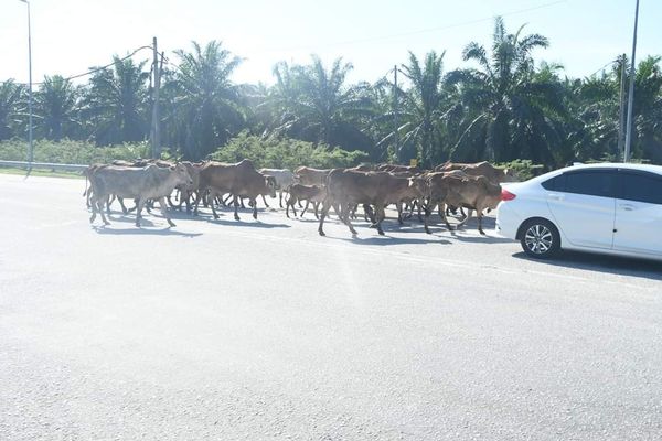 放任牛群游荡扰民 饲主接瓜雪县会罚单