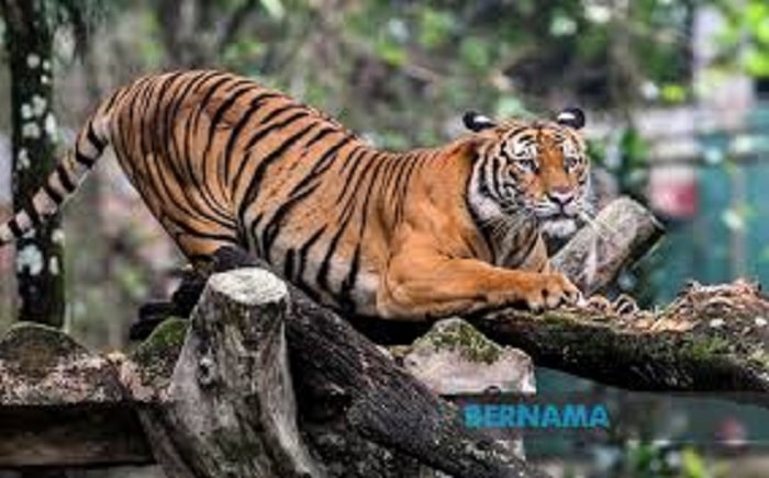 Empat laporan dakwaan temui harimau belang berkeliaran
