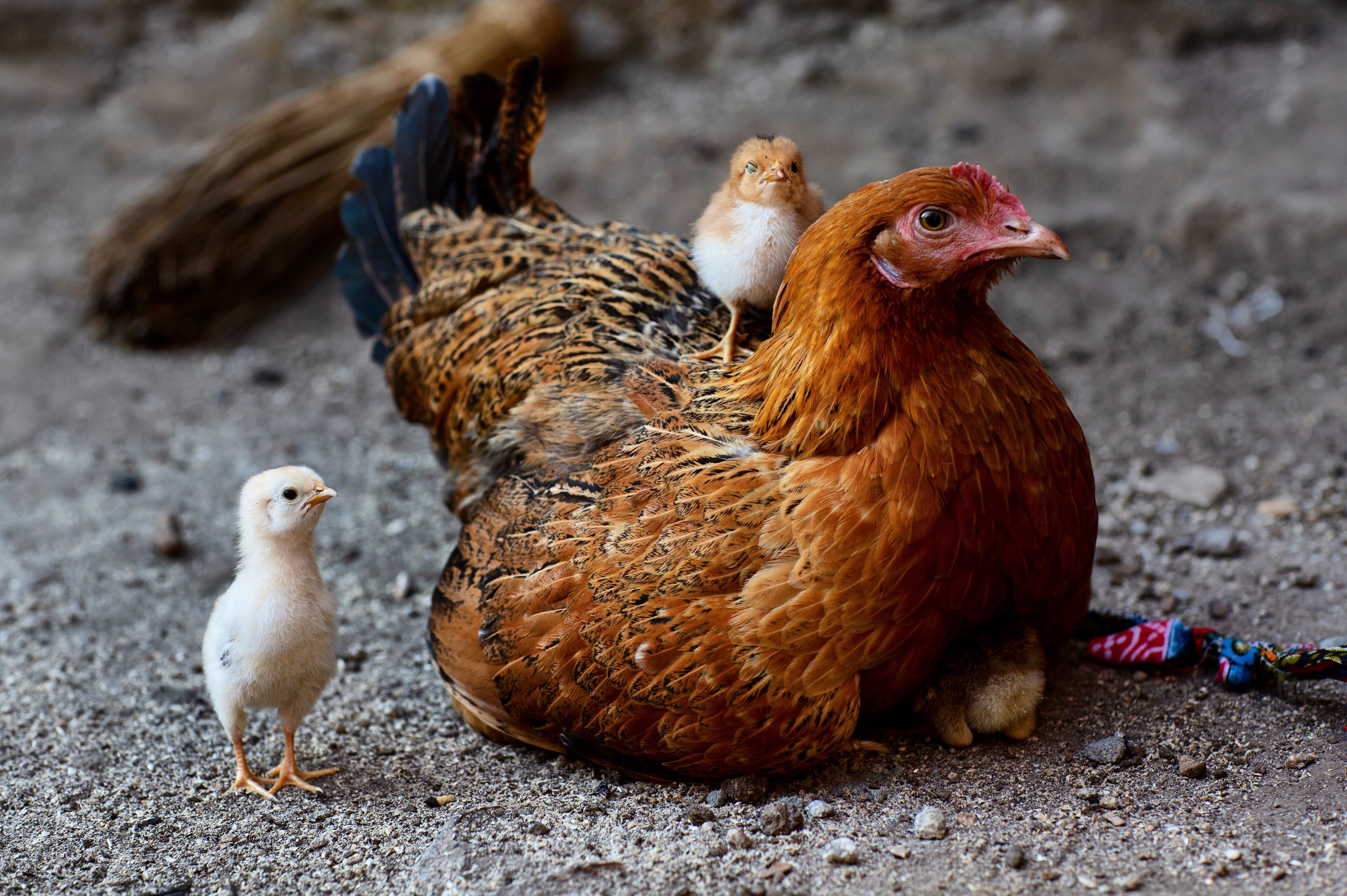 Bird flu detected in 3rd Japanese prefecture, over 140,000 chickens to be culled — reports