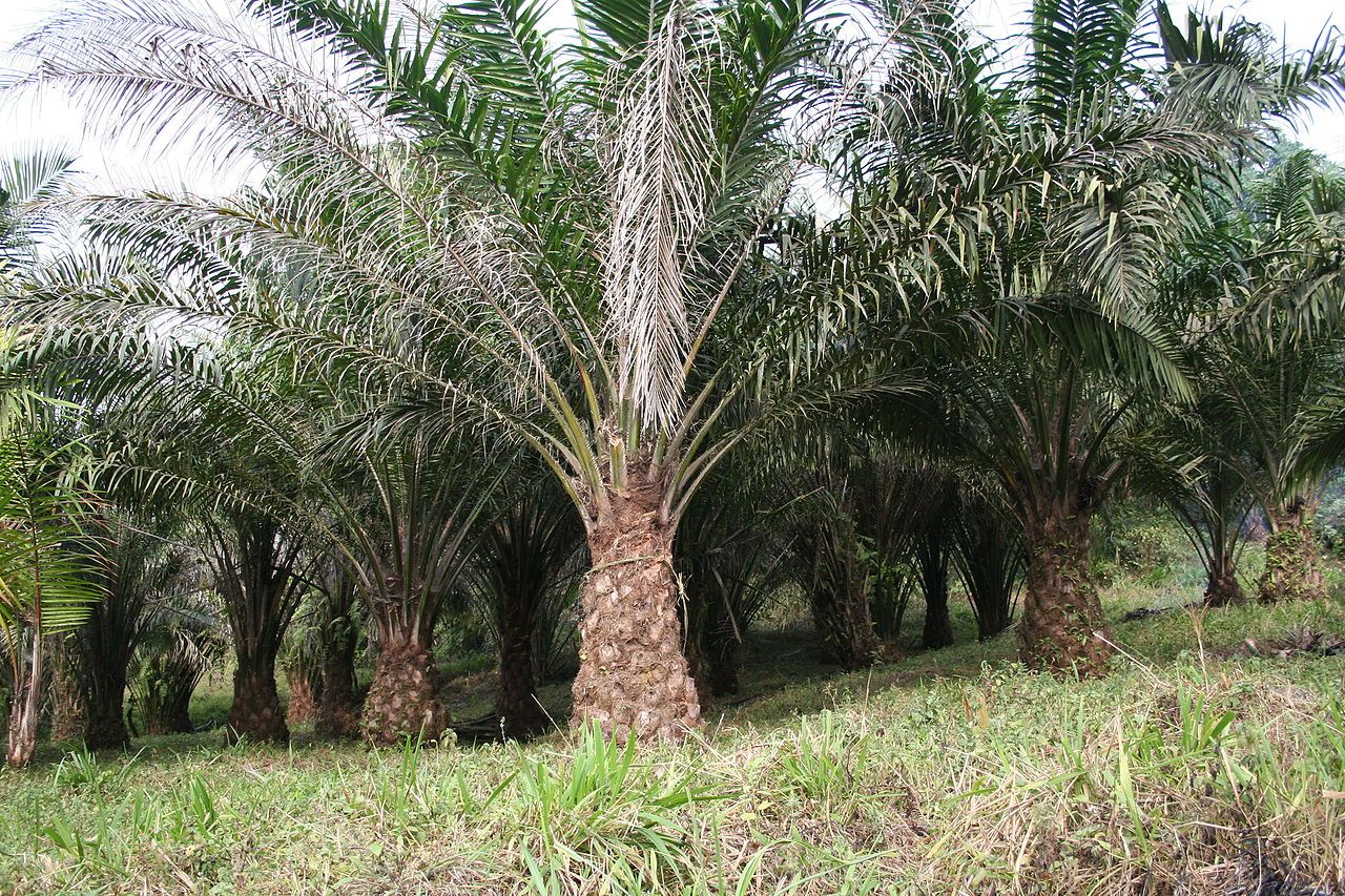 Palm exports declines 41.7 pct during MCO