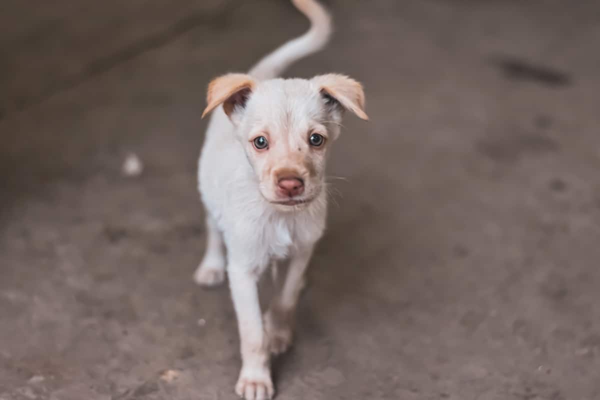 Stray dogs caught by MPSJ dropped in 2019