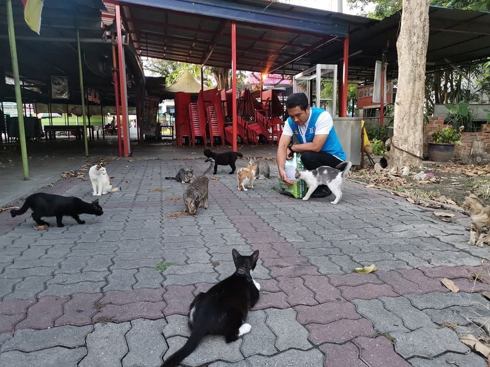 雪兽医局传授结扎技能 助解决流浪狗猫泛滥