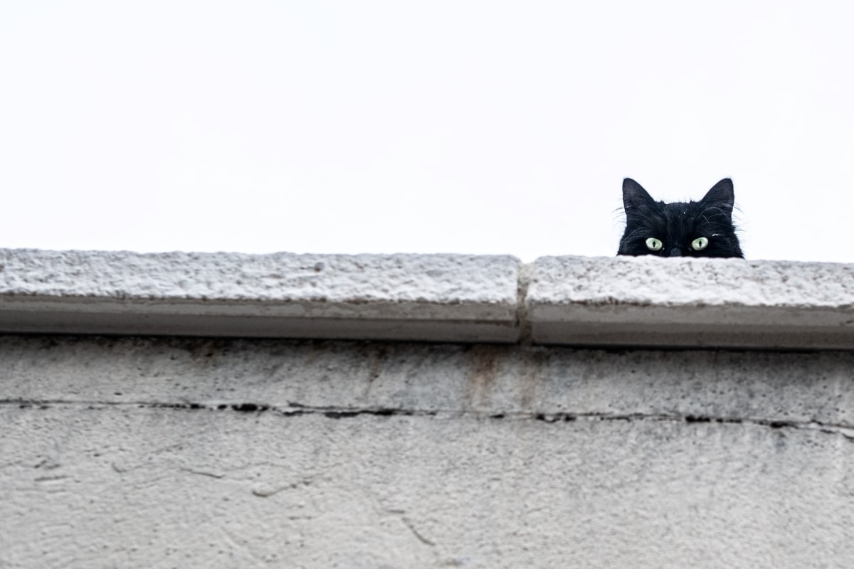 Pets do not spread Covid-19 virus