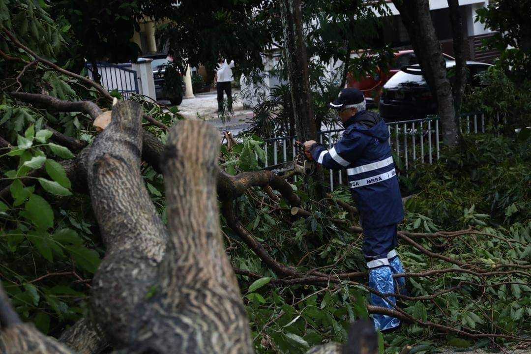 轿车遭倒下大树砸中，怎么办？   黄思汉：拍照.报案可索赔