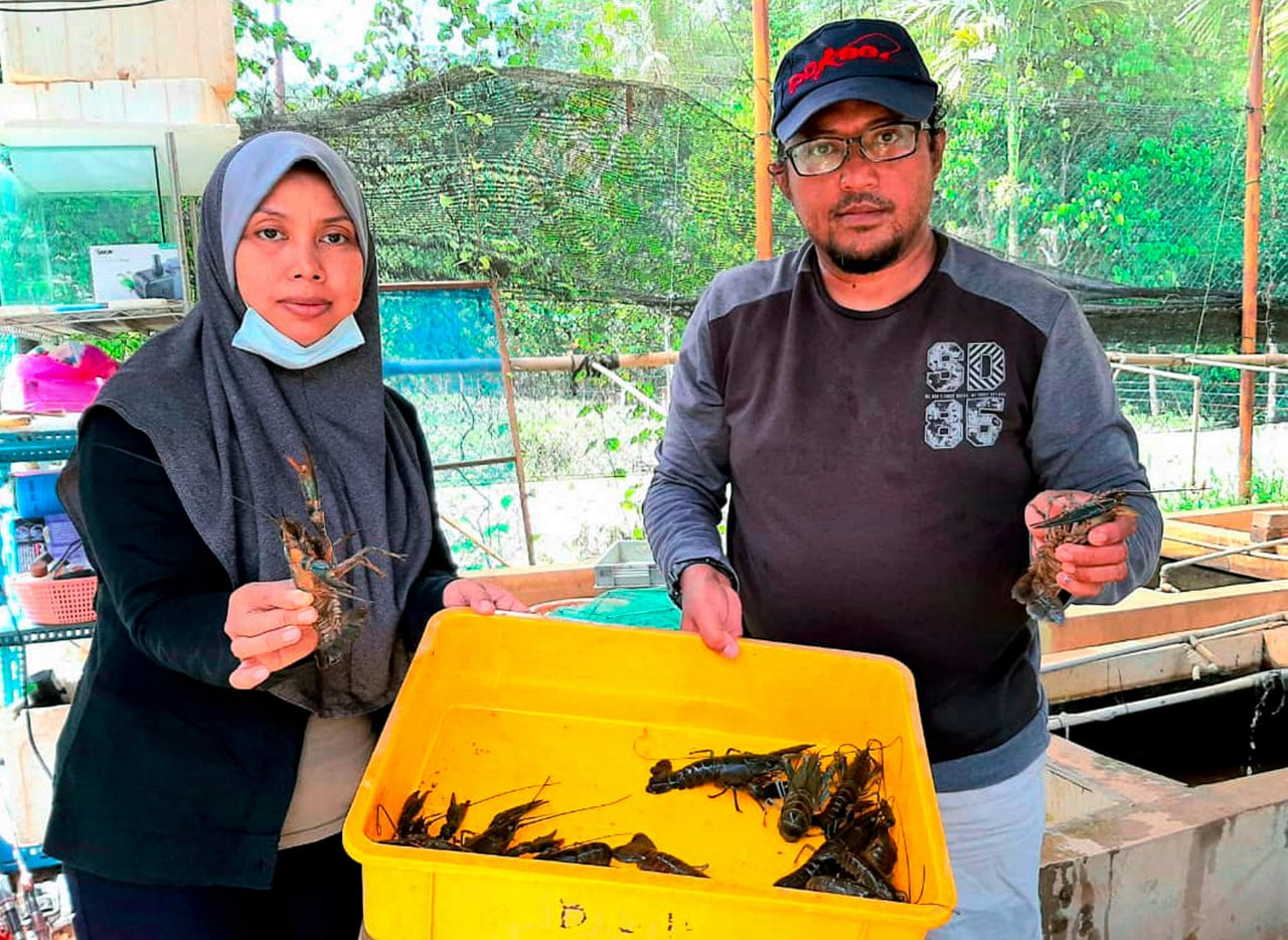 Lubuk rezeki semasa PKP, bekal benih udang kara