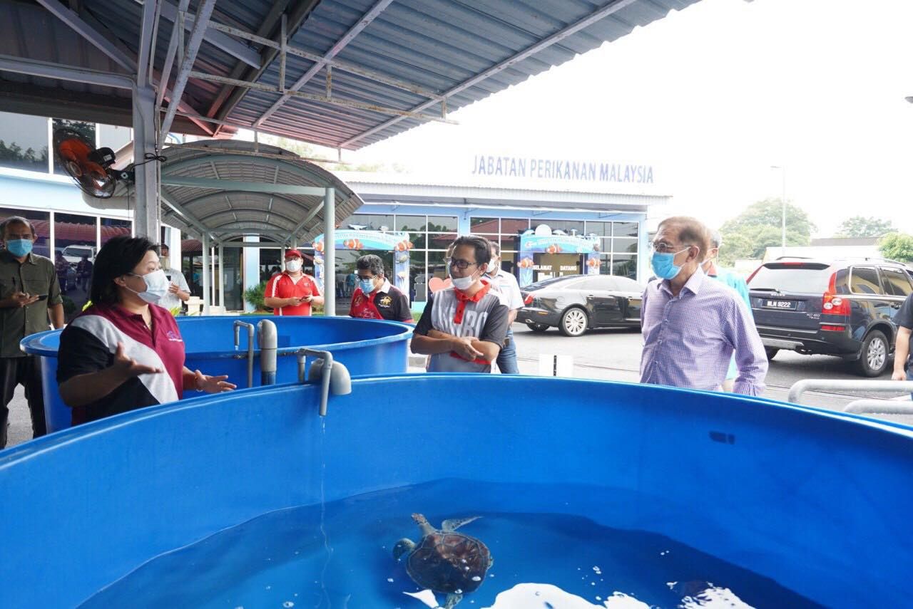 Lebih 300 telur penyu terhasil di pantai Port Dickson