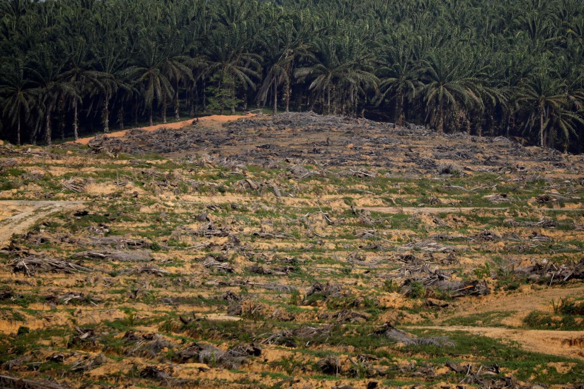 Global palm oil usage to fall for first time due to coronavirus